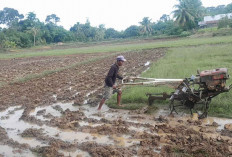 Persiapan Musim Tanam Padi, Ini yang Dilakukan Petani di Musi Rawas