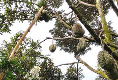 Prospek Cerah untuk Petani Musi Rawas, Durian Duri Hitam jadi Varietas Favorit