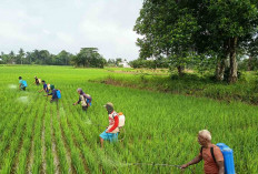 Tidak Mau Hasil Panen Berkurang Petani di Musi Rawas Lakukan Hal Ini