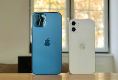 Segini Harga iPhone 11, 12, 13, 14, 15 Jelang Akhir Agustus 2024, Update di iBox Indonesia