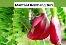 Sering Dikonsumsi? Cek Manfaat Kembang Turi untuk Kesehatan Tubuh