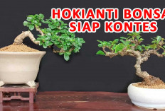 5 Tips dan Trik Jadikan Bonsai Hokianti Tampil Cantik di Kontes Daerah Anda