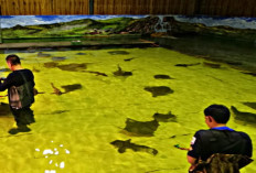 Inilah 6 Langkah Mudah Budidaya Ikan Pari Dalam Kolam
