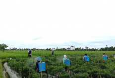 Amankan Hasil Produksi Cabai, Petani Musi Rawas Basmi Hama Ulat Daun yang Menyerang