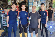 Ular Kobra 1,5 Meter  Dievakuasi Petugas Damkar Musi Rawas di Toko Elektronik