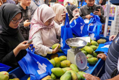 Diberdayakan BRI, Petani Mangga Bondowoso Mampu Perluas Lahan dan Tingkatkan Taraf Hidup