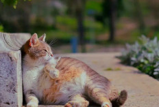 Inilah 5 Cara Agar Kucing Tidak Hamil Tanpa Steril,Yuk Simak Disini!