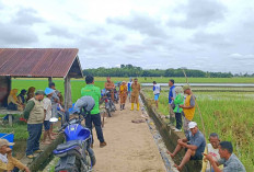 POPT Sumber Harta Musi Rawas Pakai 3 Metode Berantas Hama Tikus 