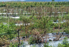 Tanam Cabai di Lahan Sawah atau di Darat ? Ini Kelebihan dan Kekurangannya Menurut Petani di Musi Rawas