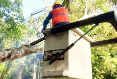 Sempat Padam 2 Jam Akibat Pohon Tumbang, PLN ULP Muara Beliti Backup Kembali Normal