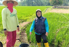 Petani Musi Rawas Diminta Bijak Gunakan Pestisida 