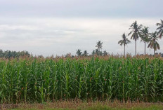 Petani Jagung Desa Air Satan Musi Rawas Sekali Panen Hasilkan 1 Ton Jagung