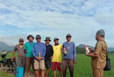 Dampak Serangan Hama Penggerek Batang, Menurunkan Hasil Produksi Padi
