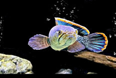 Inilah 5 Hal yang Perlu Diperhatikan Sebelum Memelihara Ikan Channa