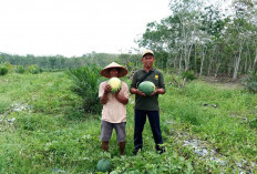 Petani Semangka Tersenyum, Buah Semangka Hasil Produksinya Laku Dengan Harga Tinggi