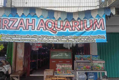 Firzah Aquarium Pusat Ikan Hias, Aksesori, dan Perlengkapan Akuarium Terlengkap di Lubuklinggau