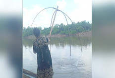Warga Desa Prabumuli 1 Kecamatan Muara Lakitan Banjir Ikan Mudik