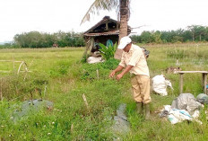 Petani Desa Sukamana Berharap Bantuan Bibit Bawang Merah