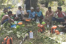 Hasil Panen Anjlok, Petani Musi Rawas Kesulitan Dapat Pupuk Subsidi