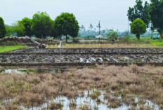 Petani Desa L Sidoharjo Musi Rawas Mulai Olah Lahan Sawah untuk Percepatan Tanam Padi