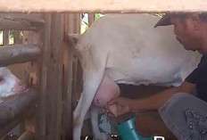 Pemilik Usaha Kambing Perah Keluhkan Sulitnya Pasarkan Produk