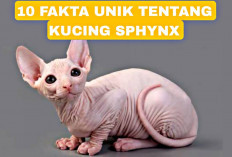 Banyak yang Belum Tahu, 10 Fakta Unik Kucing Tanpa Bulu atau Kucing Sphynx
