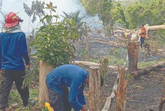  2 Minggu Terakhir 6 Kejadian Karhutlah, Damkar Sebut Lubuk Linggau Waspada Karhutlah
