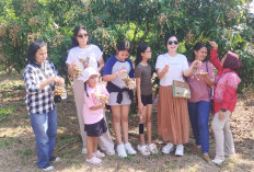 Pengaturan Buah Dilakukan Dengan ZPT Berbahan Aktif Etevon  