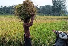 Jerami Padi Solusi Untuk Pakan Ternak Sapi, Saat Rumput Hijau Susah Dicari