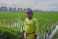 Gunakan Bibit Padi Phonix, Petani Desa Mataram Musi Rawas Berharap Dapatkan Hasil Panen yang Bagus