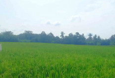 Petani Senang dengan Pendistribusian Pupuk yang Telah Memenuhi Ketersedian