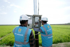 Dukung Pengembangan Pertanian di Merauke, PLN Listriki Area Sawah Garapan Kementan-TNI