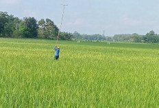  POPT Purwodadi, Pemasangan Rubuha Menjadi Solusi Nyata Atasi Hama Tikus