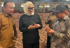 Datangkan Bibit dari Brebes, Banyuasin Tingkatkan Produktivitas Bawang Merah 