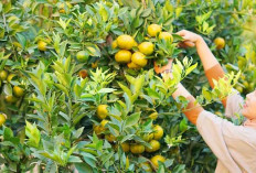 Destinasi Petik Jeruk Berasa Punya Sendiri Hanya Rp15.000 Saja, Menggoda dan Bikin Ketagihan