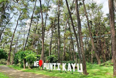 Oase Hutan Pinus di Tengah Kota Palembang