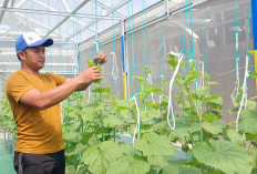 Wisata Petik Buah Melon Premium Semakin Dikembangkan di Musi Rawas