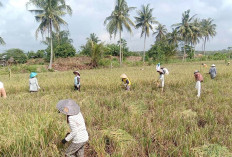 Akibat Terserang Virus Kerdil Rumput Petani Padi Desa Satan Indah Jaya Musi Rawas, Mengalami Kerugian