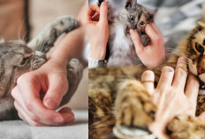 Pecinta Kucing Wajib Ketahui, Alasan Ini Kenapa Kucing Sering Gigit Majikan 