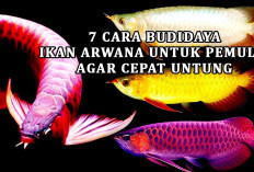 7 Cara Budidaya Ikan Arwana Untuk Pemula Agar Cepat Untung