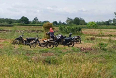 Peternak di Musi Rawas Memanfaatkan Limbah Jerami Padi Untuk Pakan Ternaknya