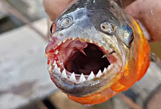  Inilah 5 Fakta Menarik Ikan Piranha, Yuk Simak Disini 