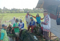 Jaga Produktivitas Padi, Begini Cara Poktan Setiaki Musi Rawas Atasi Hama Tikus