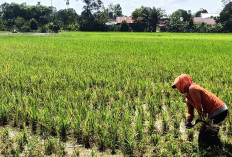 Petani Menjerit Setengah Hektar Tanaman Padi Habis Terserang Hama Tikus 