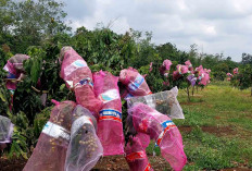 Tanaman Kelengkeng Bisnis yang Cukup Menjanjikan 