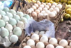 Telur Ayam Kampung dari Merasi, Khasiatnya Jadi Daya Tarik