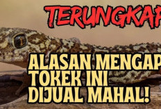 Harga Tokek Mahal Tembus Miliaran Per Ekor, Ternyata Ini 5 Alasan Dibaliknya