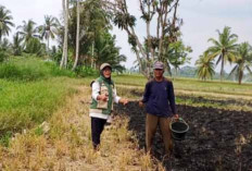 Sebelum Musim Tanam Padi, Petani di Musi Rawas Manfaatkan Lahan Sawah untuk Tanam Sayuran