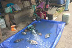 Pedagang Bayar Biaya Keamanan Demi Kelancaran Berjualan
