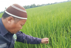 Cegah Sejak Dini Penyakit WBC pada Tanaman Padi